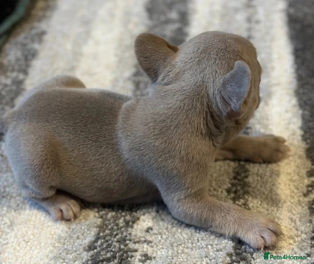 French Bulldog dogs for sale: Male French Bulldog Puppy in Birmingham - Advert 7