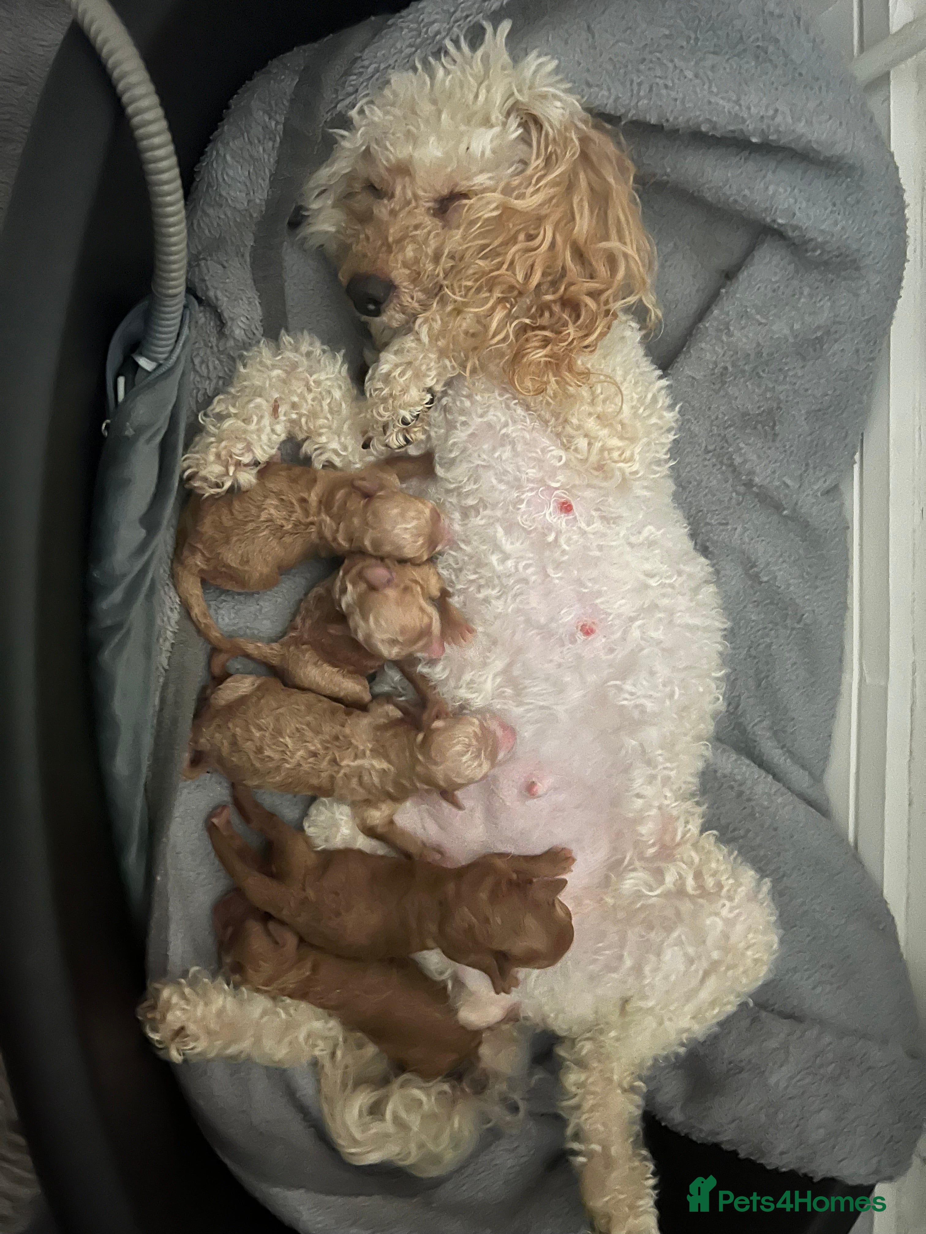 Toy Poodle dogs KC Reg Full health Check Red Toy Poodles in Liverpool - Advert 3