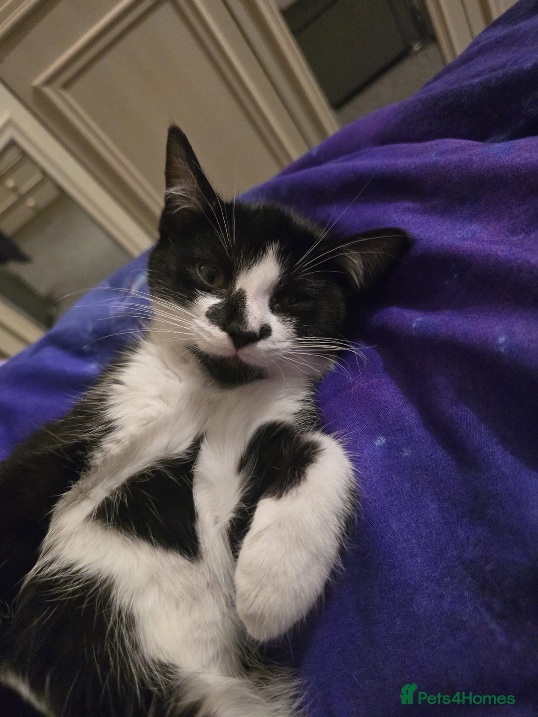 Mixed Breed cats for sale: Two male kittens - Advert 3