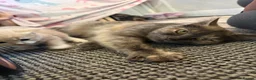 Mixed Breed cats for sale: Gorgeous kittens  - Advert 9