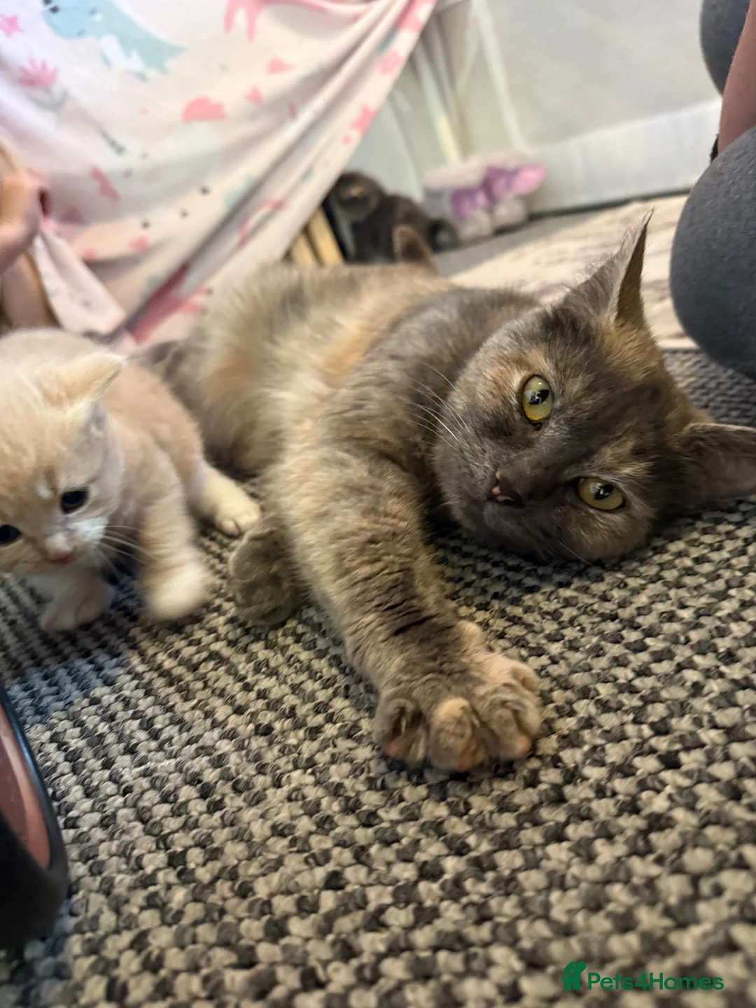 Mixed Breed cats for sale: Gorgeous kittens  - Advert 9