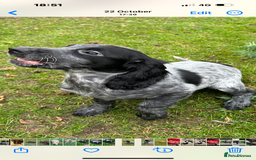 Cocker Spaniel dogs for sale: Working cocker spaniel puppies  - Image 9