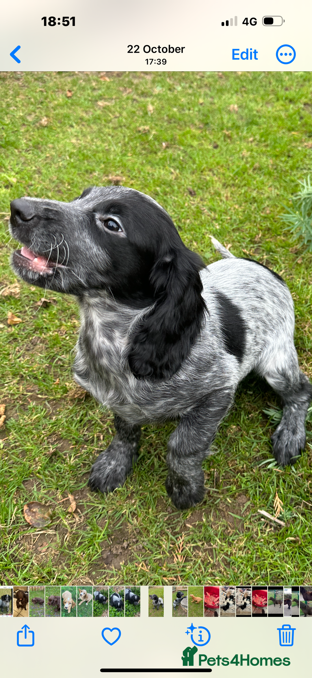 Cocker Spaniel dogs for sale: Working cocker spaniel puppies  - Image 9