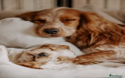 Cocker Spaniel dogs for sale: Stunning Cocker Spaniels - Image 8
