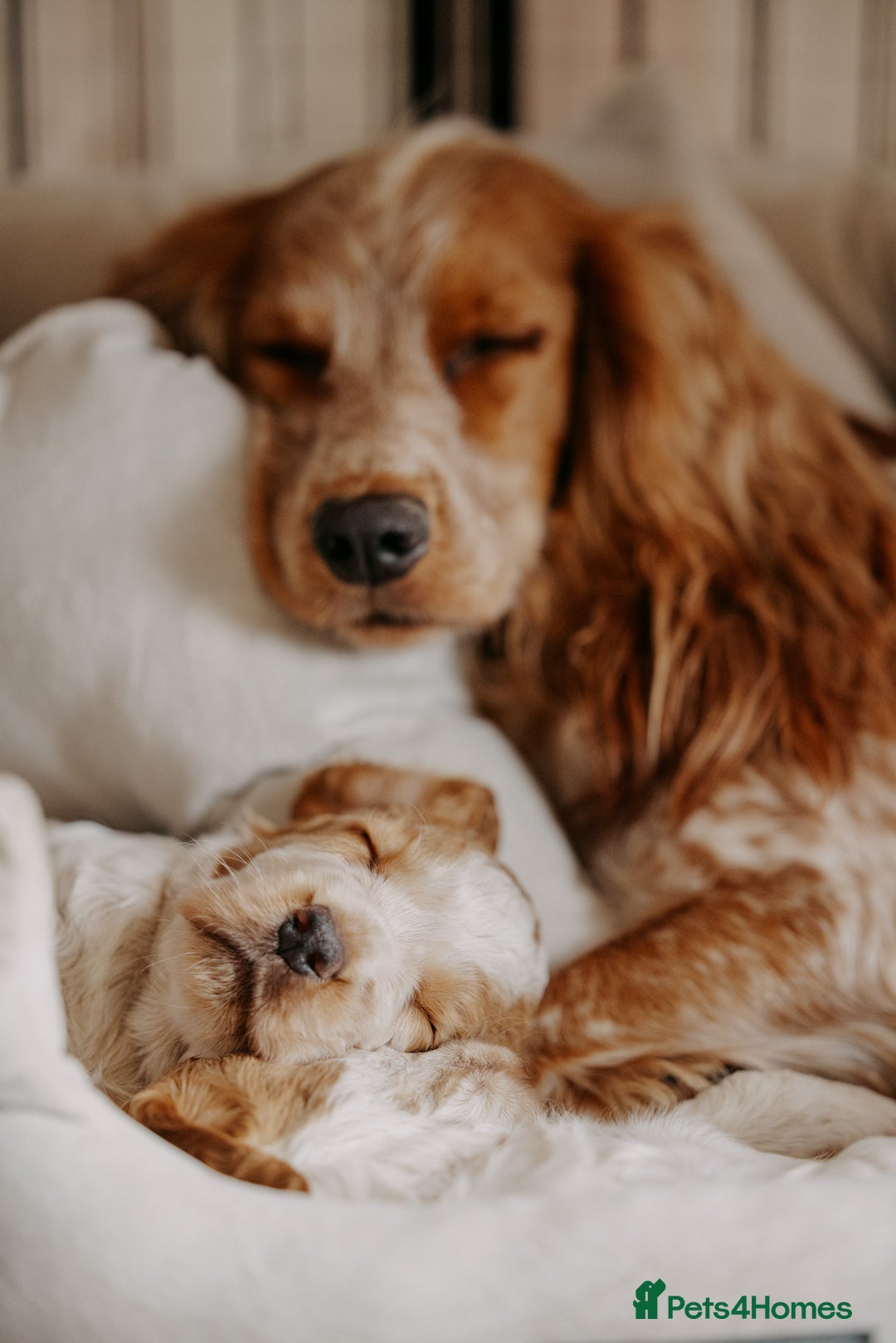 Cocker Spaniel dogs for sale: Stunning Cocker Spaniels - Image 8