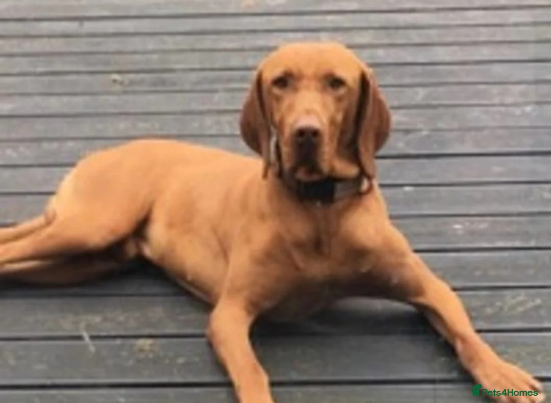 Hungarian Vizsla dogs for stud: Imported Proven KC Stud – Vadaszfai Csete  in Evesham - Advert 9