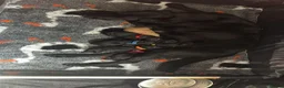 Labrador Retriever dogs for sale: KC Registered black Labrador puppies - Advert 9