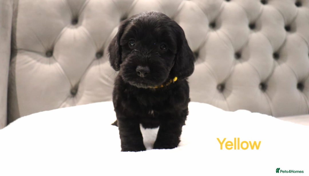 Cockapoo dogs for sale: Beautiful Cockapoos looking for their forever home - Advert 23