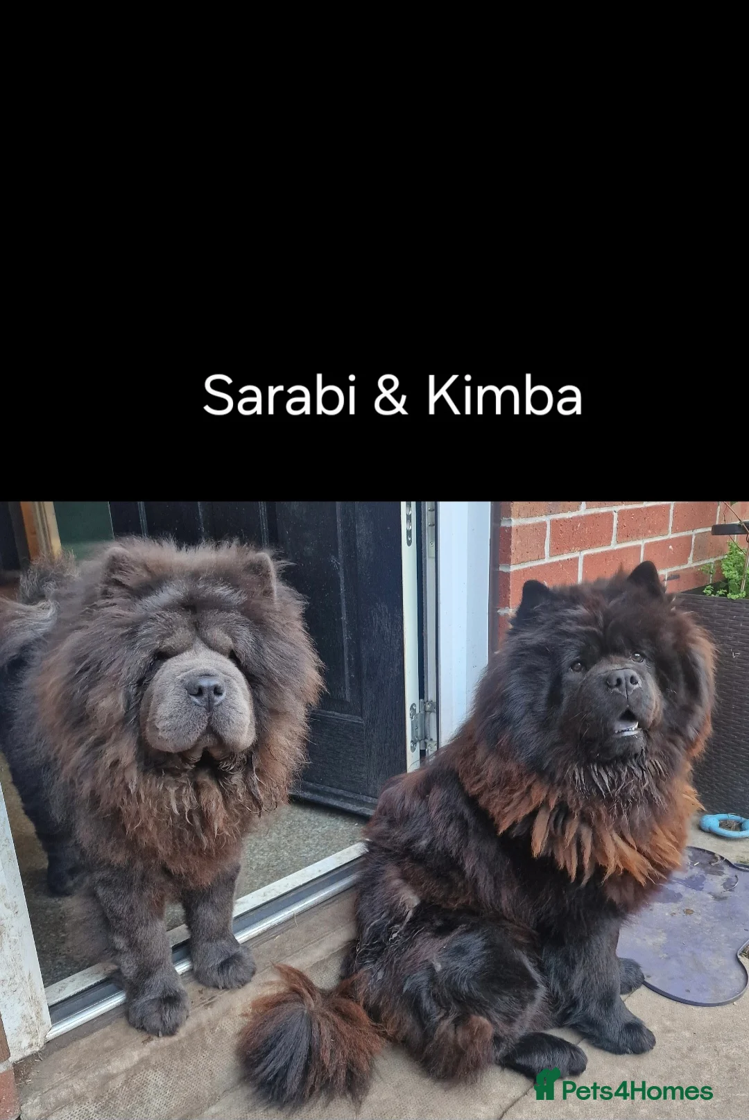 Chow Chow dogs for sale: 1 Male and 1 Female full Adult Chow Chows  - Advert 2