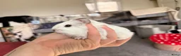 Guinea Pig rodents for sale: 2 female guinea pigs  - Advert 2