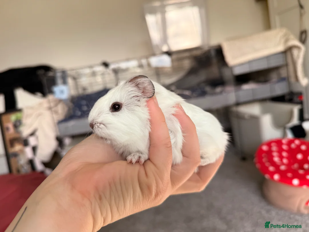 Guinea Pig rodents for sale: 2 female guinea pigs  - Advert 2