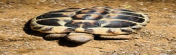 Hermann Tortoise reptiles for sale: 2 Herman Tortoises for sale  - Advert 2