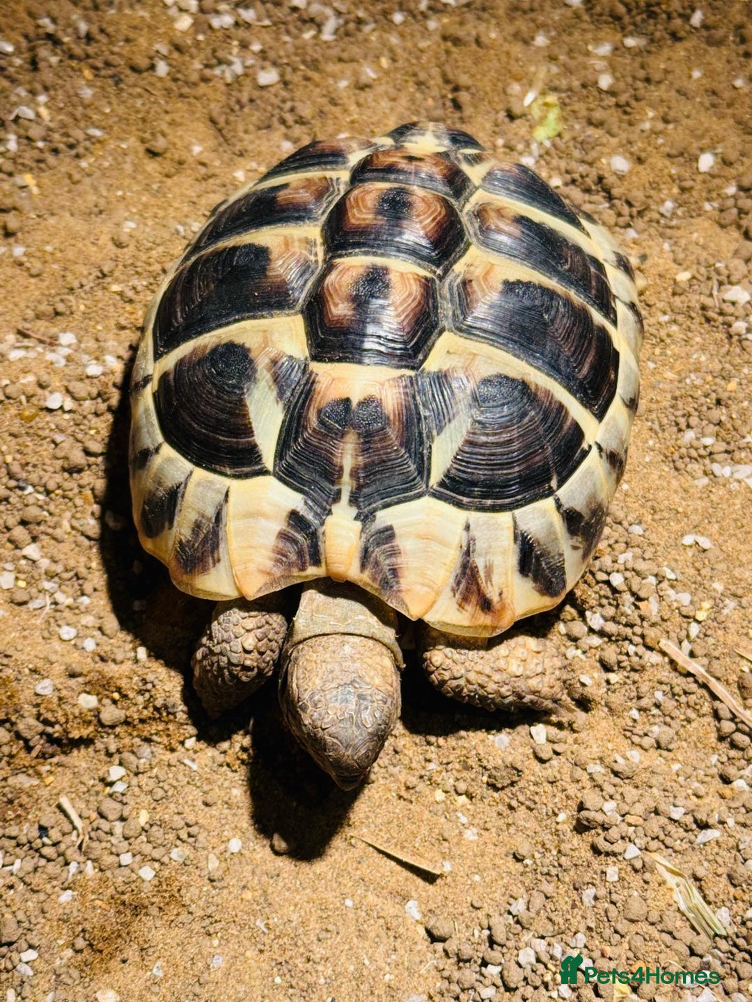 Hermann Tortoise reptiles for sale: 2 Herman Tortoises for sale  - Advert 2