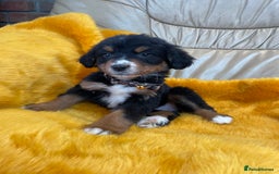 Bernese Mountain Dog dogs for sale: Boys and girls available.  - Image 9