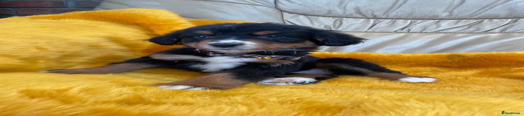 Bernese Mountain Dog Puppy 10