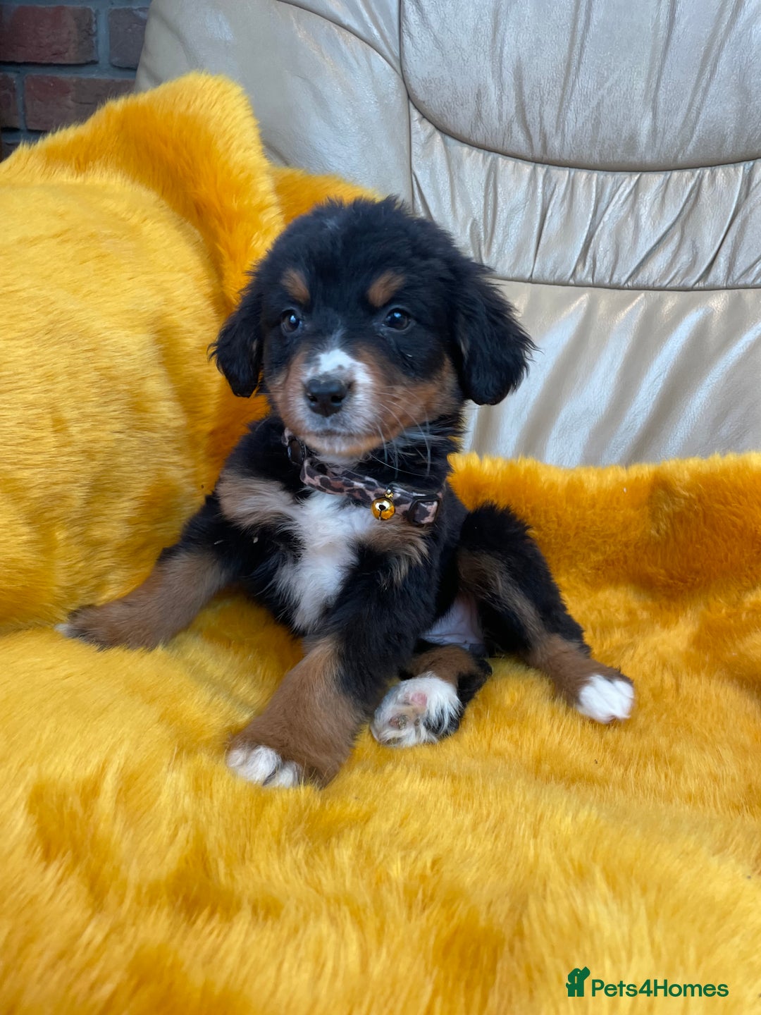 Bernese Mountain Dog dogs for sale: Boys and girls available.  - Image 9
