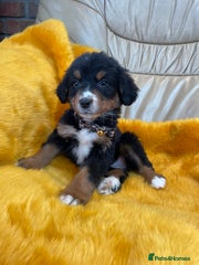 Bernese Mountain Dog Puppy 10