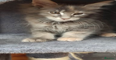 Maine Coon cats in Great Missenden - Advert 5
