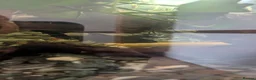 Other/Mixed Breed fish for sale: Fish tank with variety of fish - Advert 4