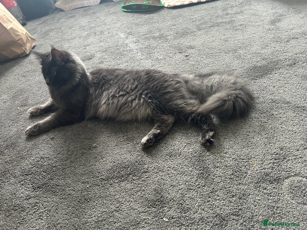 Maine Coon cats for sale: Maine Coons Kittens  - Advert 6