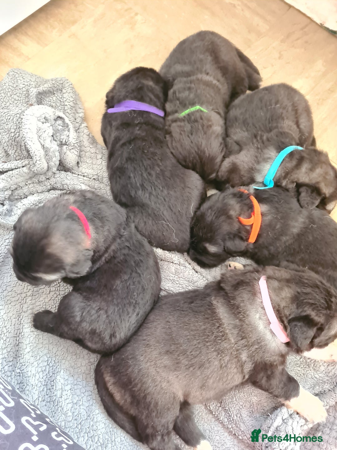 Caucasian Shepherd Dog dogs for sale: Caucasian ovcharka puppies  - Image 1