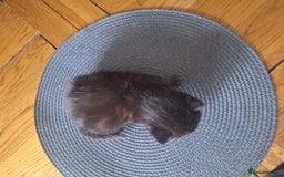 Mixed Breed cats for sale: 🐾 Adorable Kittens Looking for Loving Homes! 🐾 - Image 16