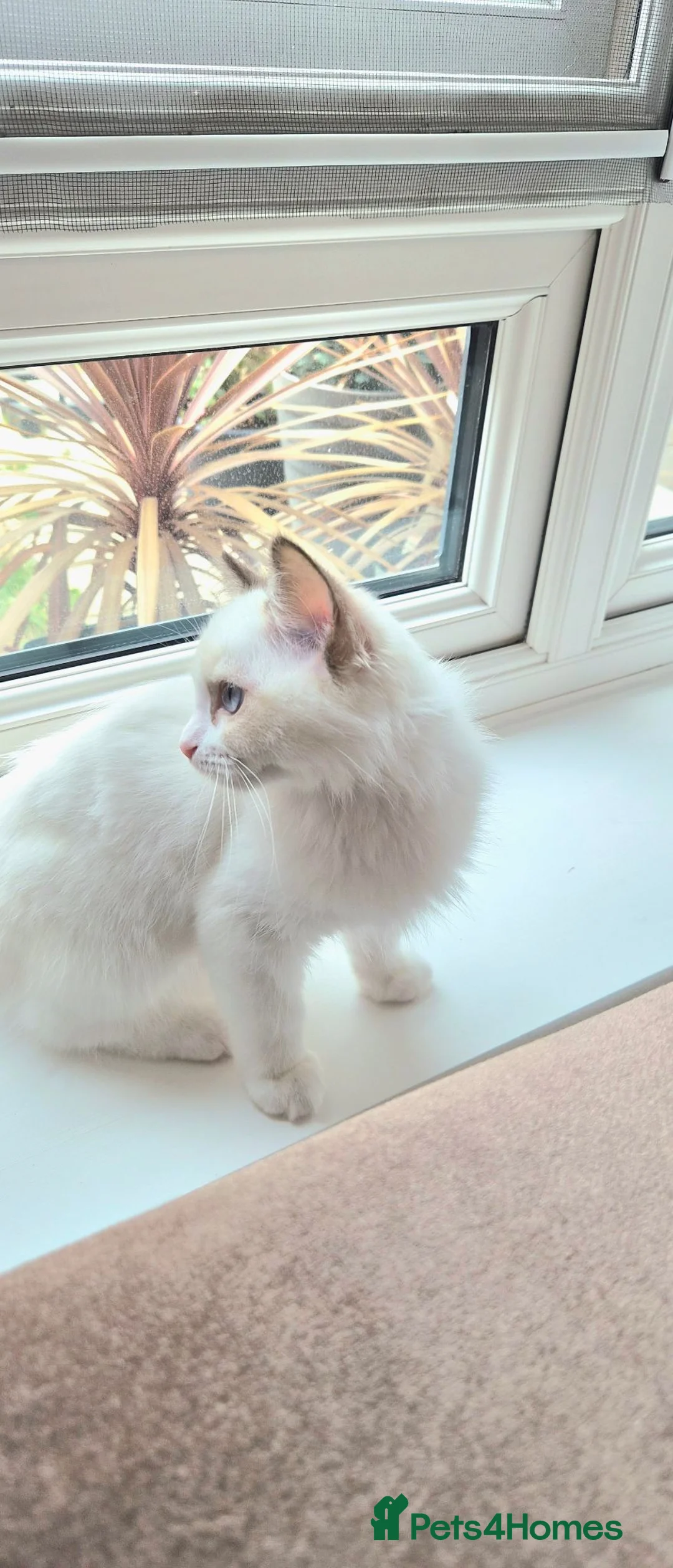 Ragdoll cats for sale: Beautiful blue eyed 3 month old Ragdoll Kitten in Ashford - Advert 2