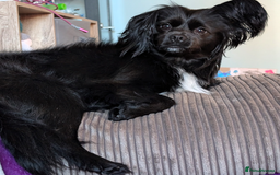 Mixed Breed dogs for sale: Chilier male Charlie  - Image 4