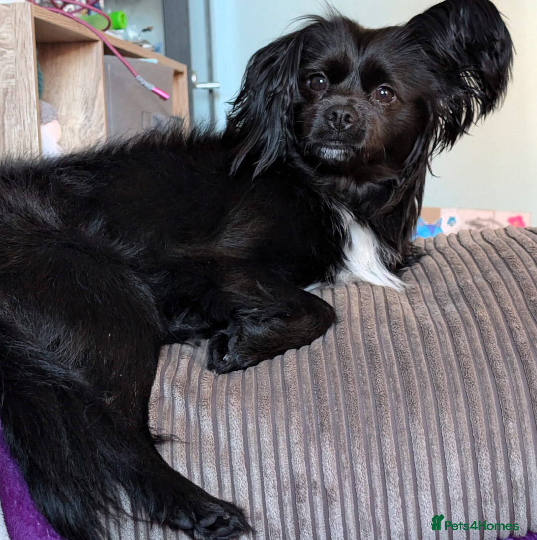 Mixed Breed dogs for sale: Chilier male Charlie  - Image 4