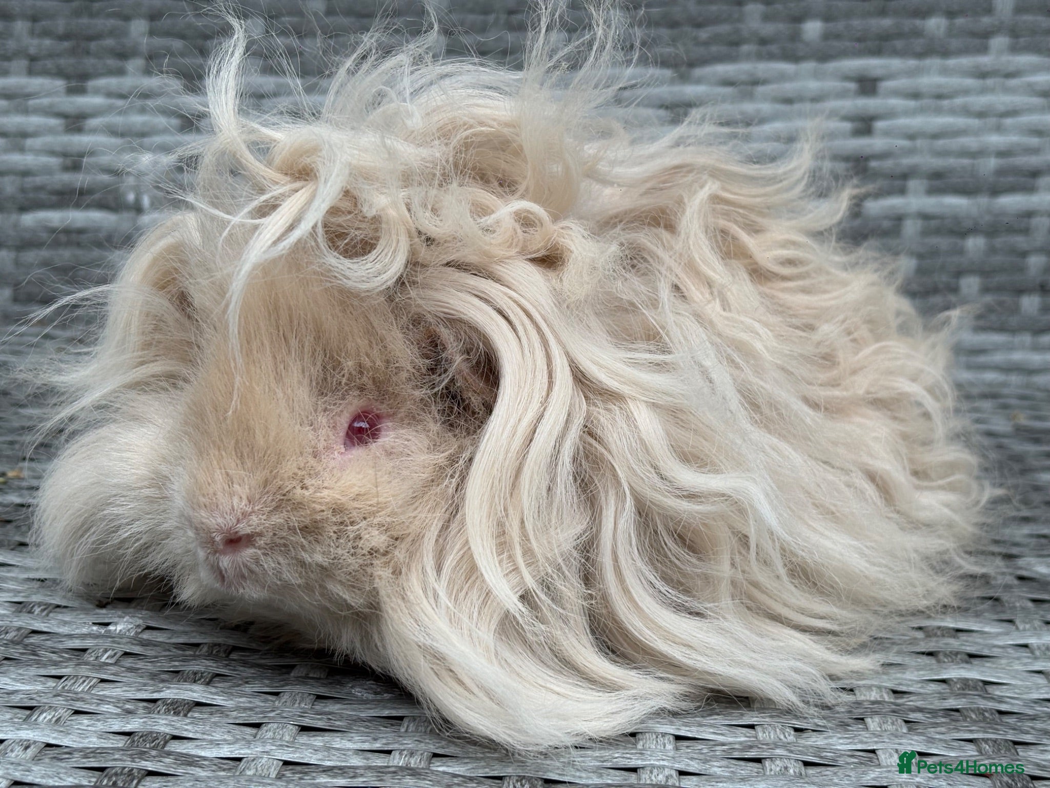 Guinea Pig rodents Purebred Lunkarya - Advert 2
