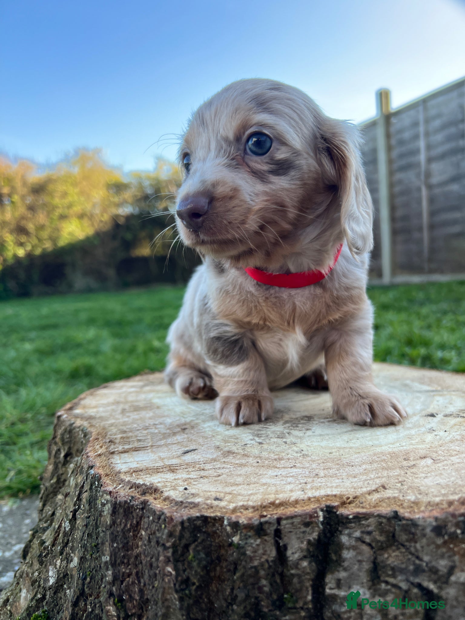 Miniature Dachshund dogs Long haired Miniature dachshund puppies KC REG - Advert 3