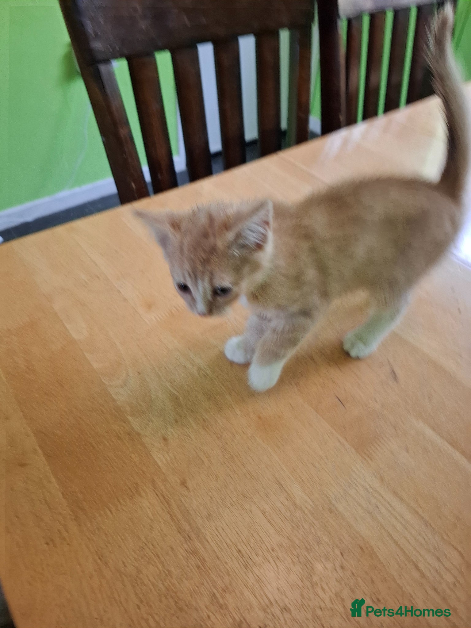 Mixed Breed cats for sale: Six 9 week old Kittens   - Advert 13