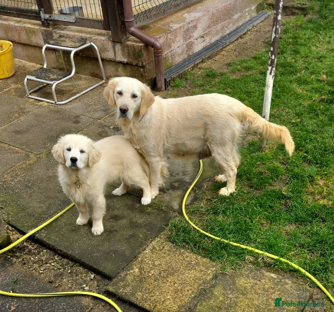 Golden Retriever dogs for sale: Golden retriever bitch for sale  in Largs - Advert 2