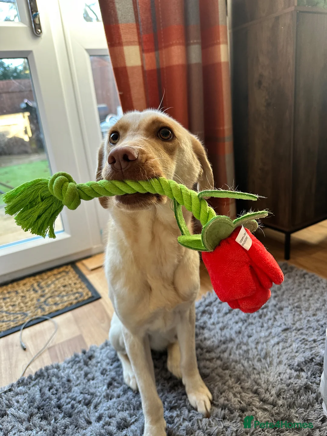 Labrador Retriever dogs for sale: Rosie (Roo) - Advert 2