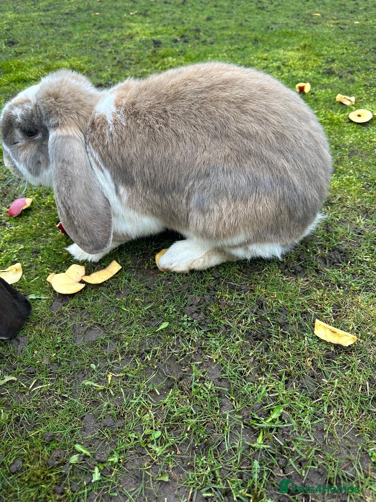 French Lop rabbits Lovely Pair of giant French lops - Advert 5
