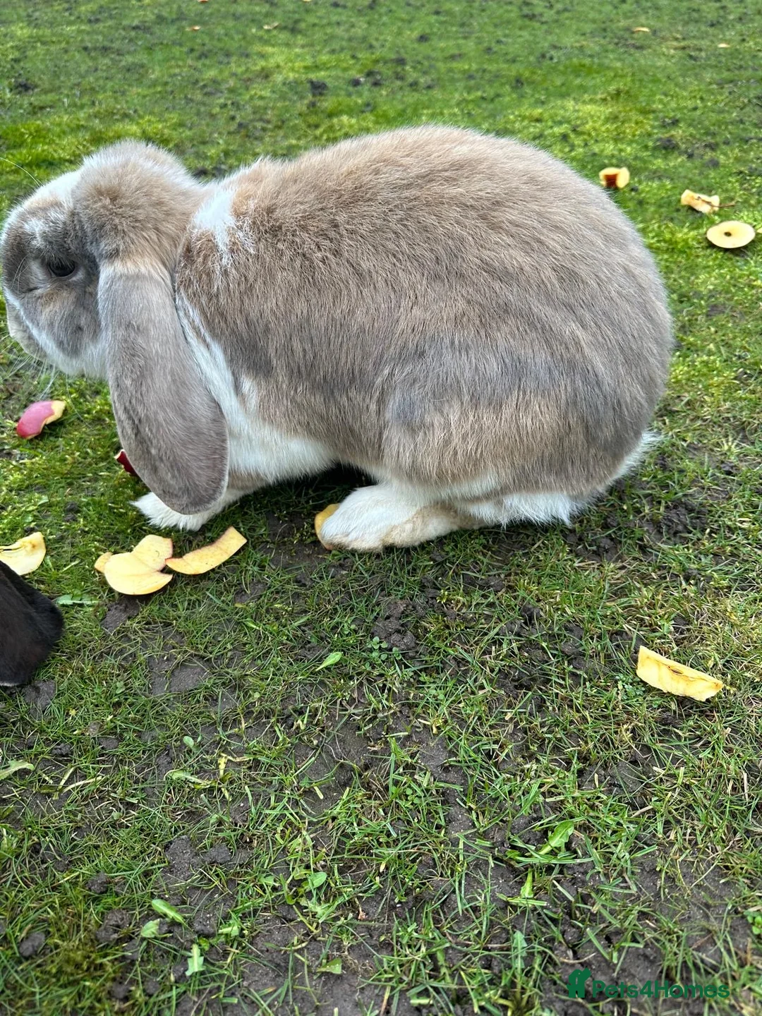 French Lop rabbits for sale: Lovely Pair of giant French lops in Market Drayton - Advert 1