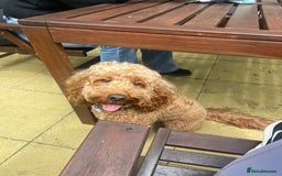 Cockapoo dogs for stud: Cockapoo F1 for stud - Image 3