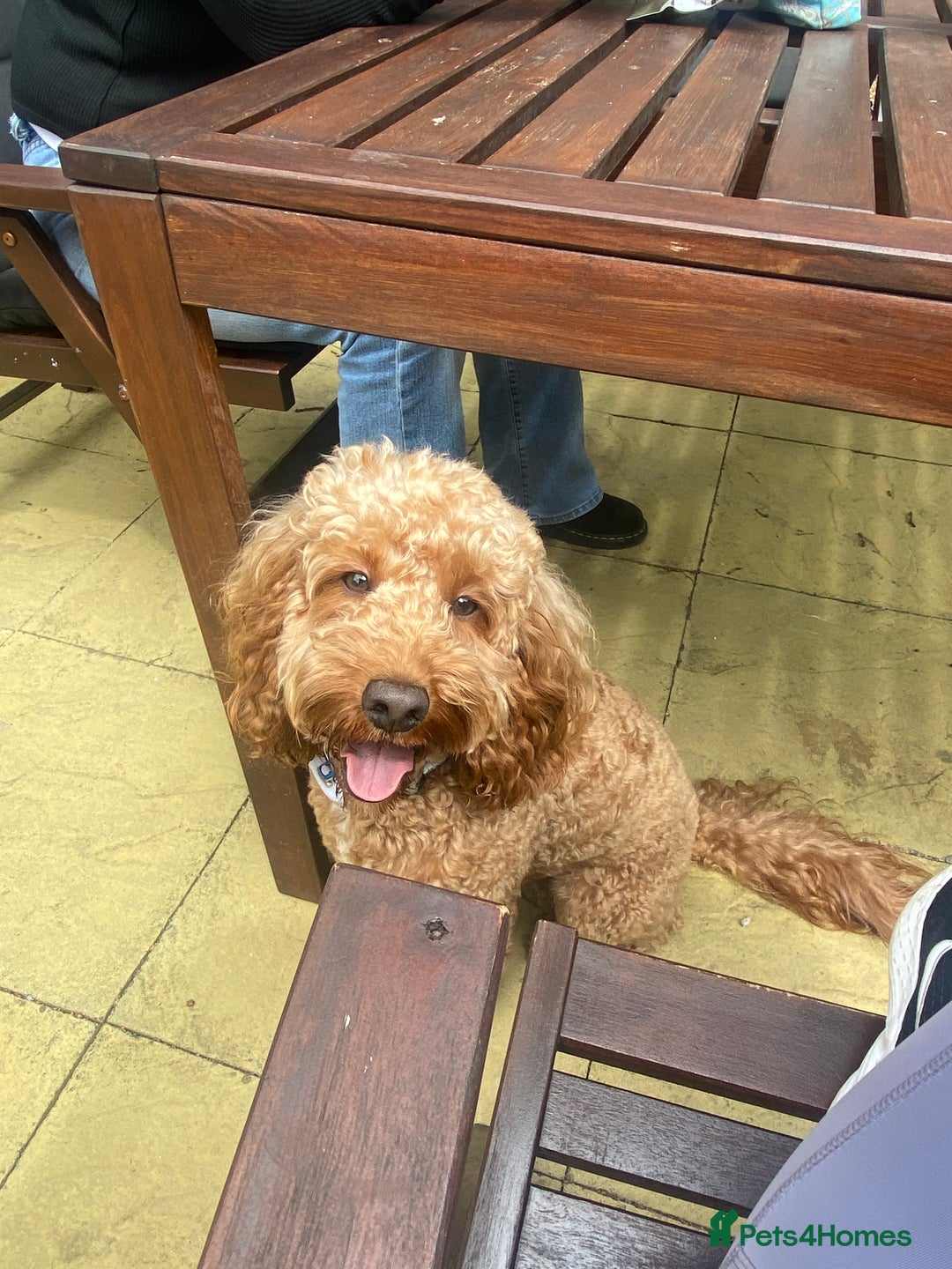 Cockapoo dogs for stud: Cockapoo F1 for stud - Image 3