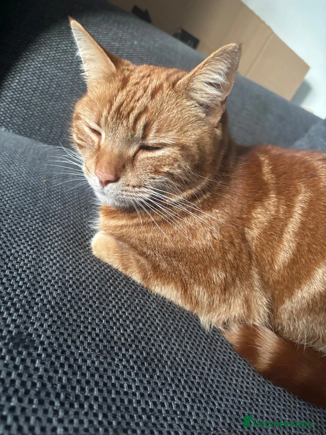 British Shorthair cats for sale: Ninja in Southampton - Advert 2