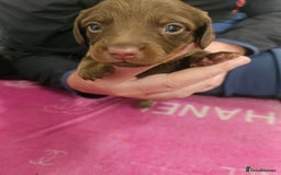 Miniature Dachshund dogs for sale: Miniature dashunds  - Image 20