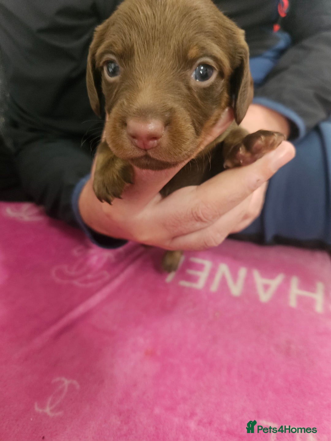 Miniature Dachshund dogs for sale: Miniature dashunds  - Image 20