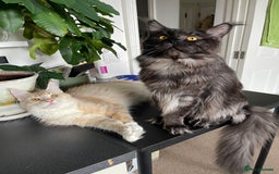 Maine Coon cats for sale: GCCF registered Maine Coon kittens.  in Newton Abbot - Image 15