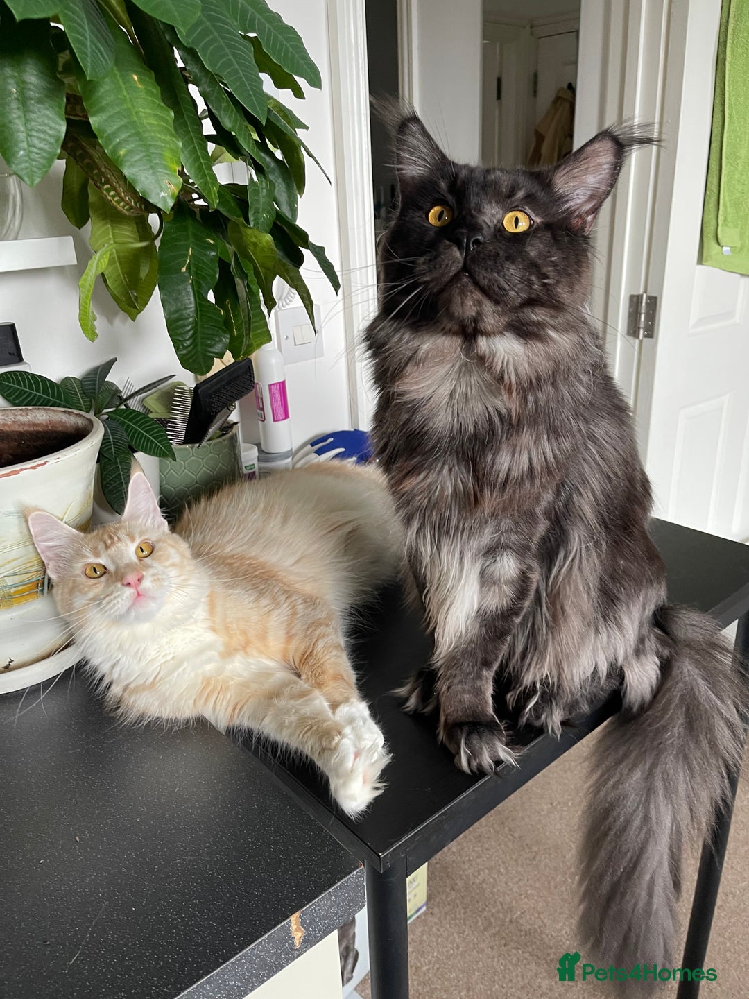 Maine Coon cats for sale: GCCF registered Maine Coon kittens.  in Newton Abbot - Image 15