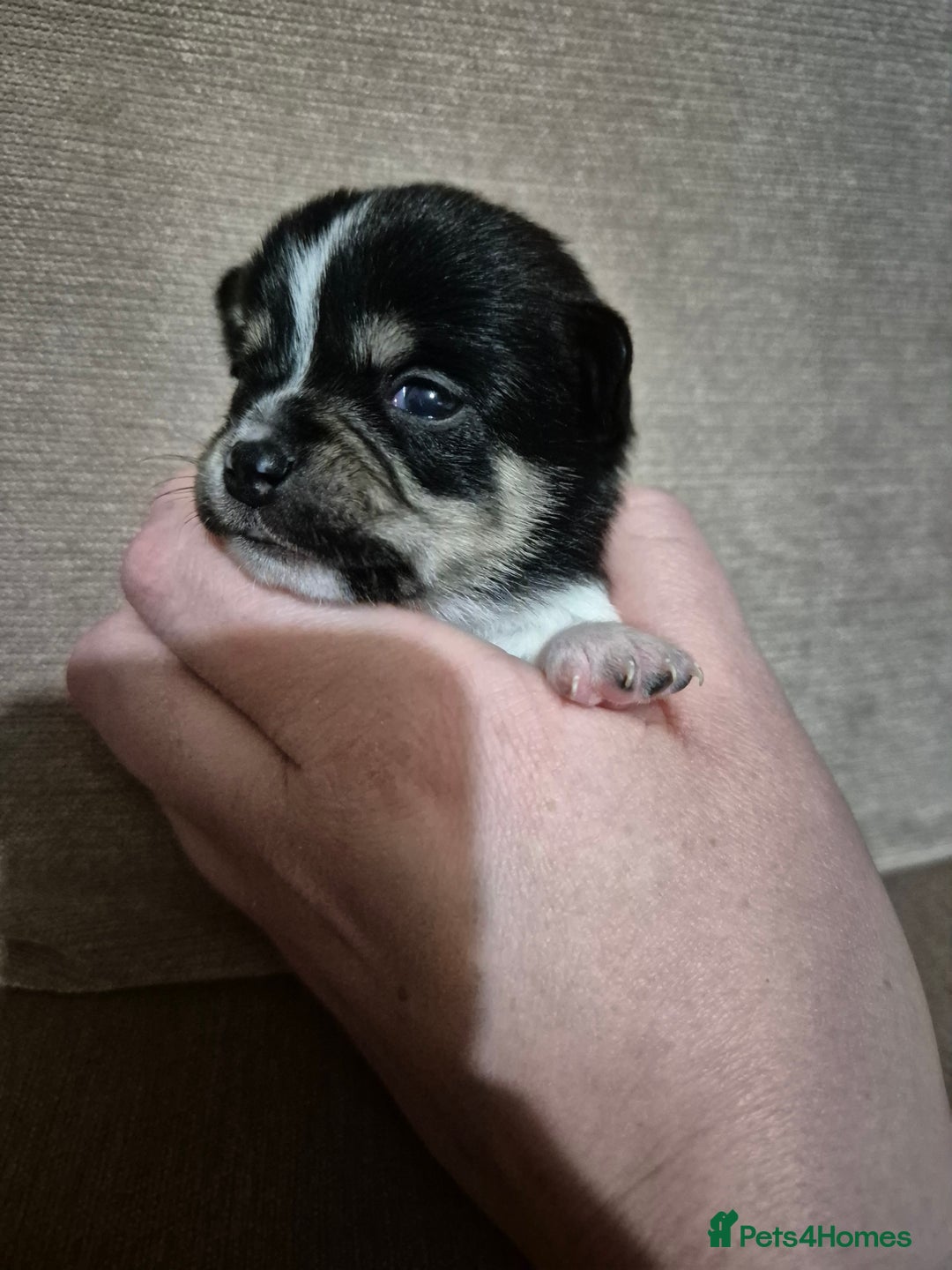 Chihuahua dogs for sale: Beautiful chihuahua puppies  - Advert 6