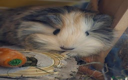 Guinea Pig rodents for sale: 2 Female Guinea Pigs  - Advert 3