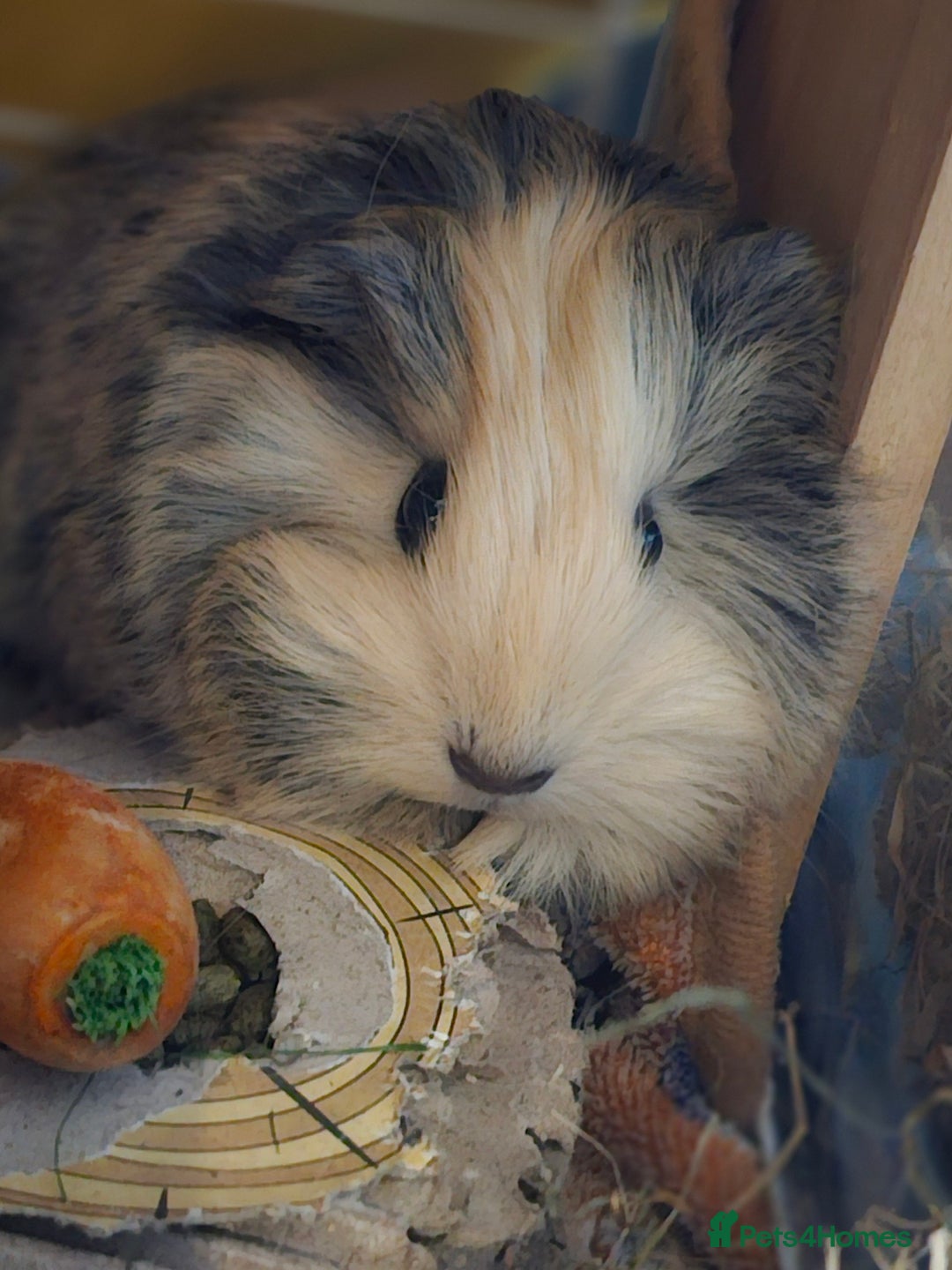 Guinea Pig rodents for sale: 2 Female Guinea Pigs  - Advert 3