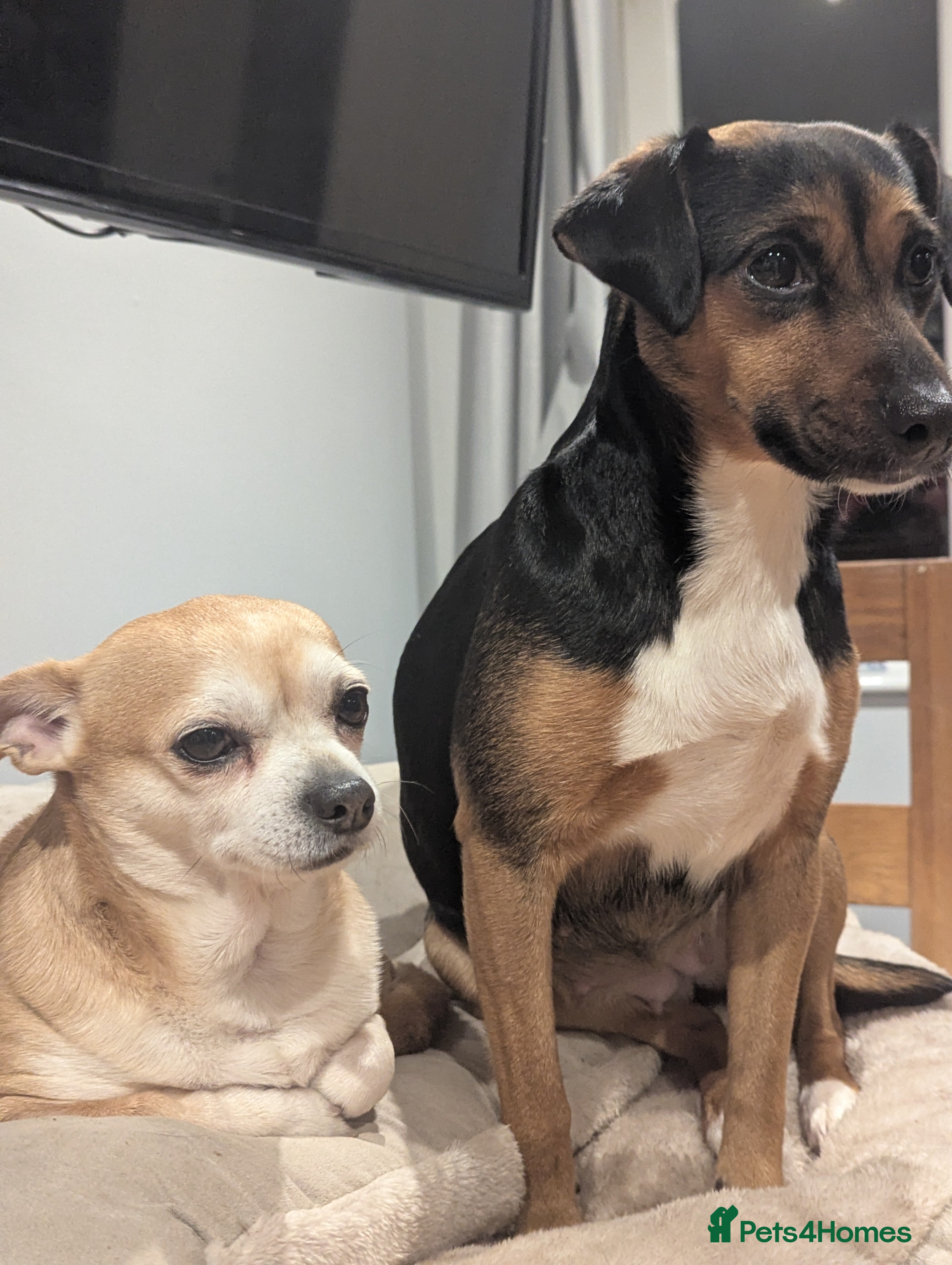 Jack Chi dogs Jack Chi babies  - Advert 2