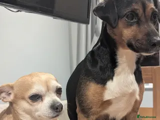 Jack Chi dogs Jack Chi babies - Advert 2