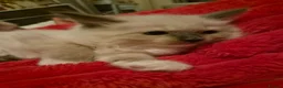 Ragdoll cats for sale: 6x purebred blue, lilac and lynx ragdoll kittens - Advert 13