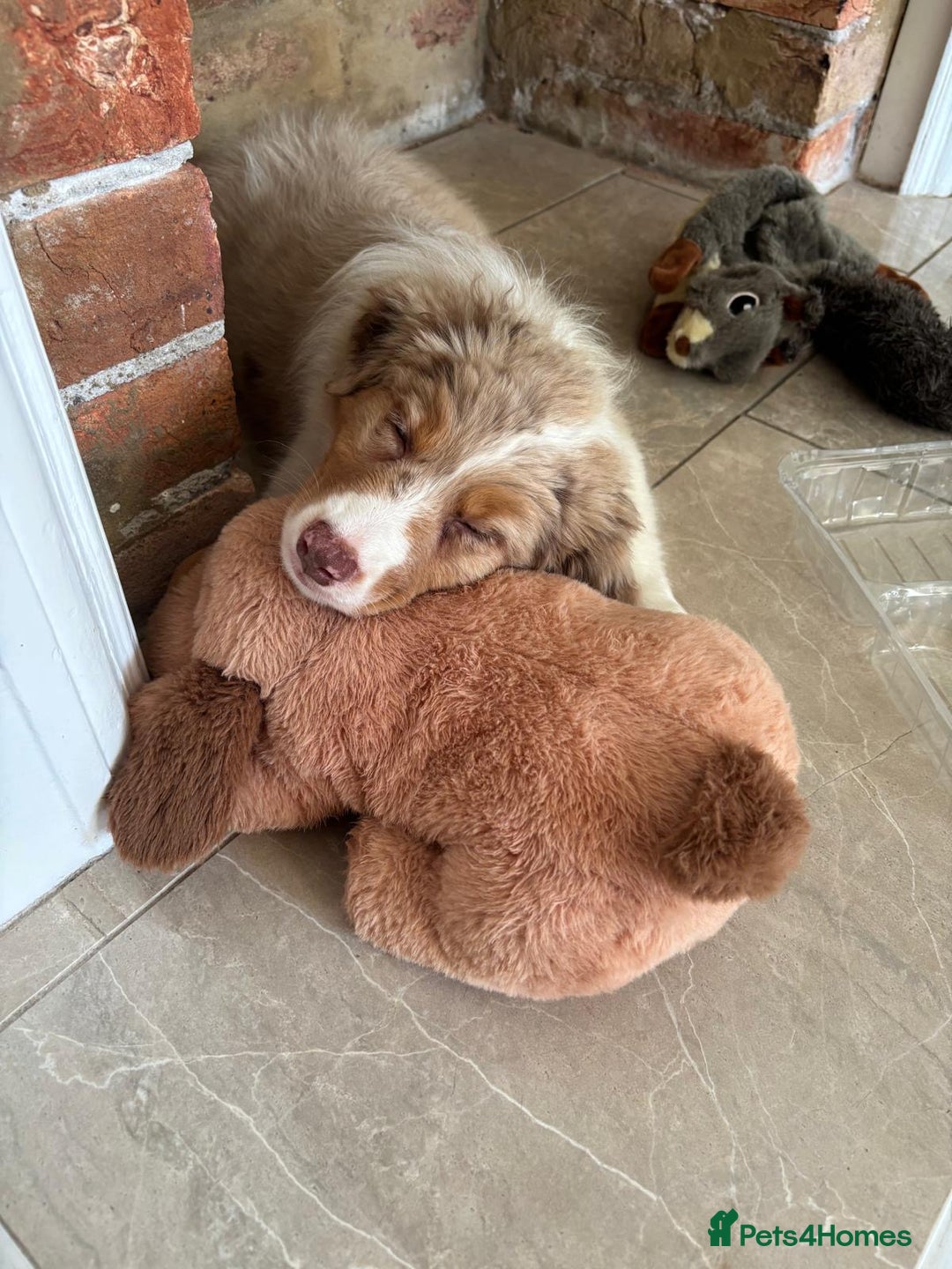 Australian Shepherd dogs for sale: Red Merle Australian Shepherd Puppy - Image 3